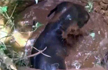 A Village Came Out To Save This Baby. Its An Elephant